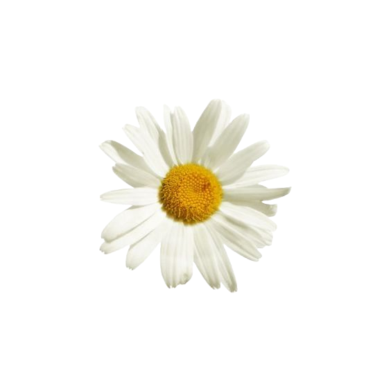 Daisy Sticker